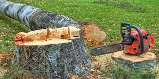 Best Tree Cabling and Bracing  in Abbotsford, WI