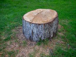 Best Arborist Consultation Services  in Abbotsford, WI