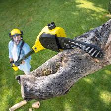 Best Organic Lawn Care Solutions  in Abbotsford, WI