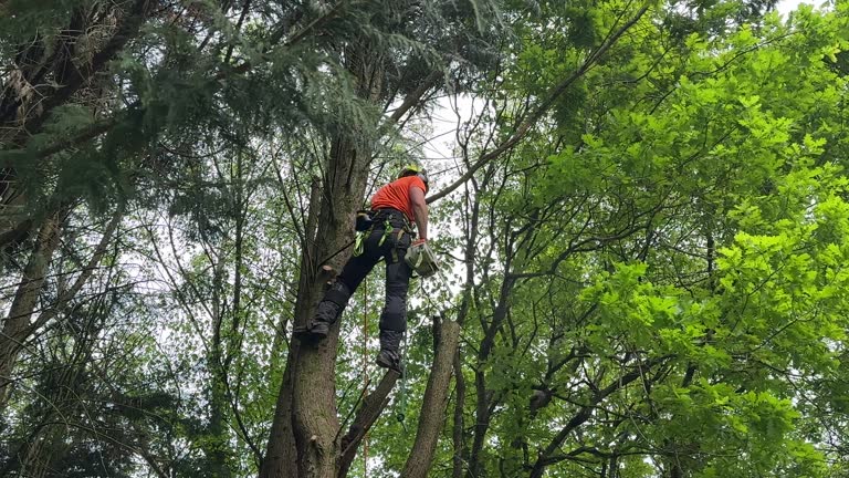 Best Fruit Tree Pruning  in Abbotsford, WI