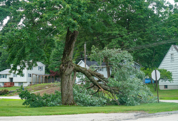 Best Tree Maintenance Programs  in Abbotsford, WI