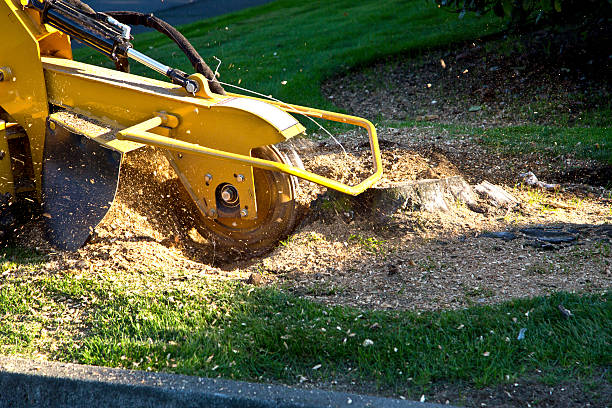 Best Tree Trimming and Pruning  in Abbotsford, WI