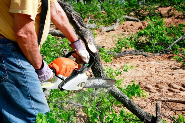 Best Lawn Seeding  in Abbotsford, WI